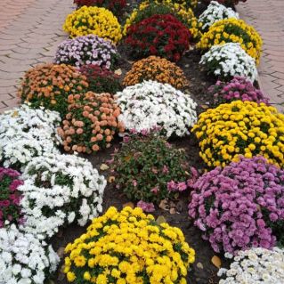 Улыбка осени