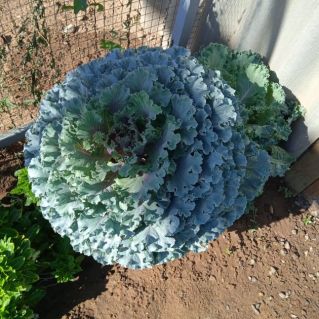 Зеленое кружево