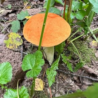 "Модная шляпка"