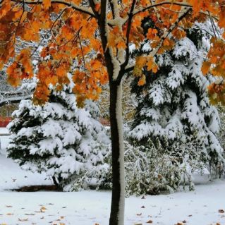 Первый осенний снег