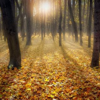 Золотая листва