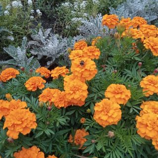 Цветочная гармония