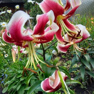 "Красота сада"