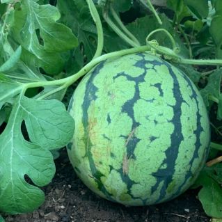 "Осенний арбуз на севере"