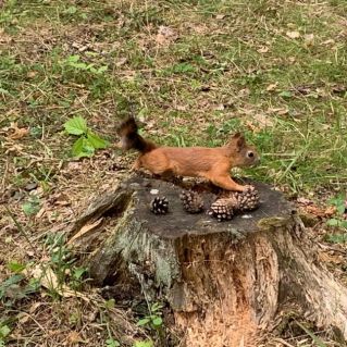 "Осенние белочки-трудяги"