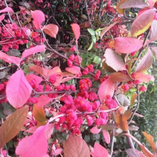 Осенние краски