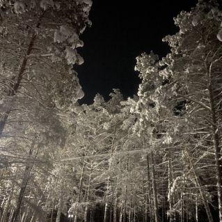 Волшебный лес