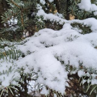 Сосны в снегу