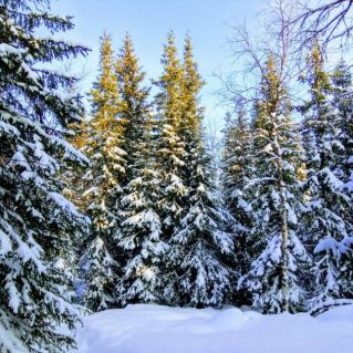 "В зимнем плену"