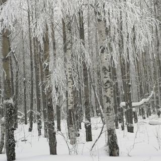"Зимний лес прекрасен!"