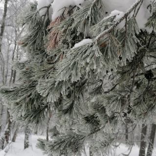 "Зимний лес".