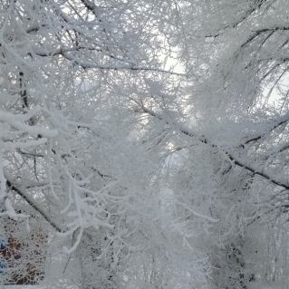 "Снежная красота Сибири"
