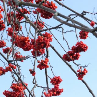 Зимняя рябина