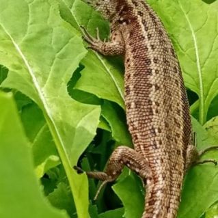 Фото " Лето, теплица и сочная горчица"