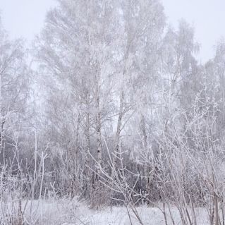 "Снежный наряд"