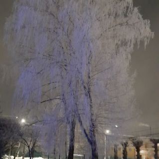 Белая берёза, под моим окном.....