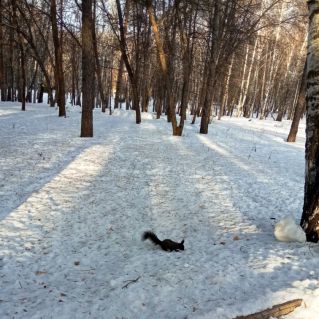 "Белочка в парке"