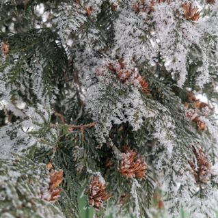 Зима пришла и все застыло