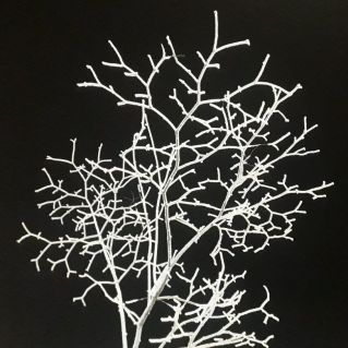 Зимнее преображение