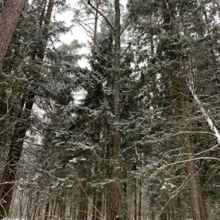 Зимний лес