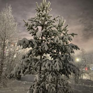 Зимняя ёлка