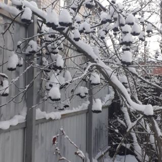 "Ягоды на снегу"