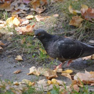 Пожухлая листва. Не перелетная птица