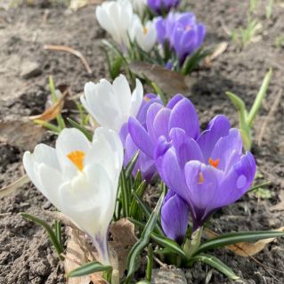 Прекрасные первые весенние цветы