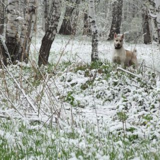 Потеряли весну