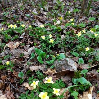 Первые цветы