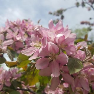 "Нежное дыхание весны"