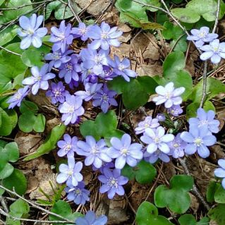 "Подснежники"