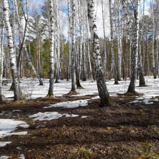 Весенний лес в Сибири