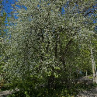 «Весны прекрасные мгновения»