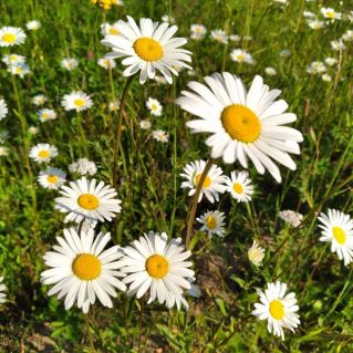 Ромашки