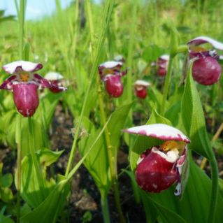 "Амурские орхидеи"