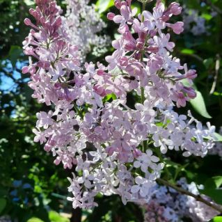 "Цветы желаний"