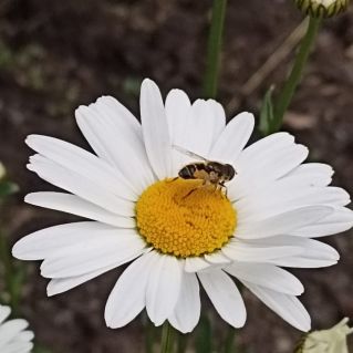 "Летнее мгновение  "