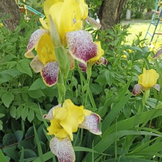 "Солнечное настроение"