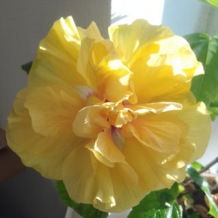 Солнечный цветок