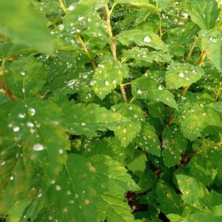 " Бусинки дождя"