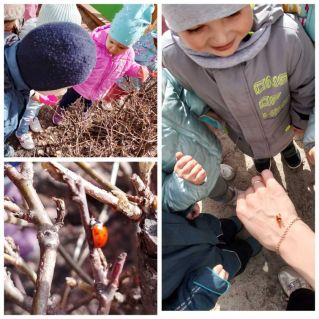 Наблюдение  за насекомыми