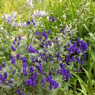 летнее настроение