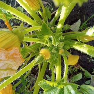 Краски лета