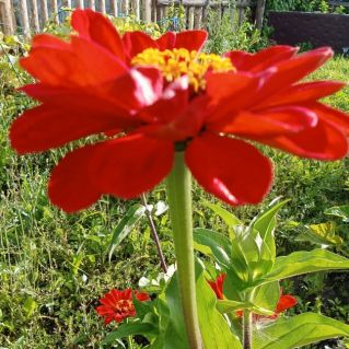 Краски лета