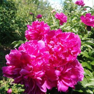 "Краски лета"