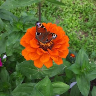 "Крылья свободы"