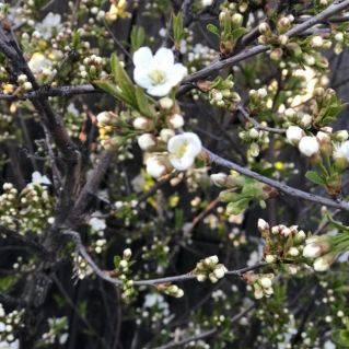 Оживление природы