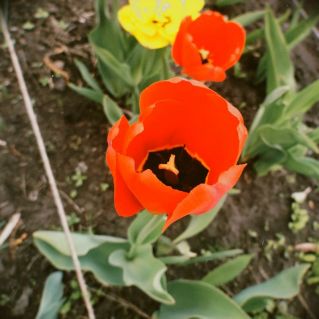 Прекрасные цветы