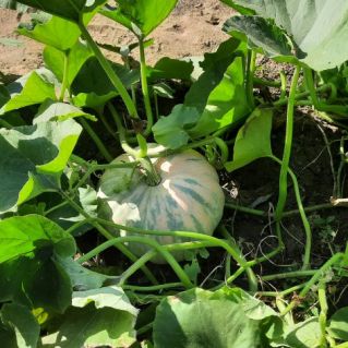 " Тыква  Краса"